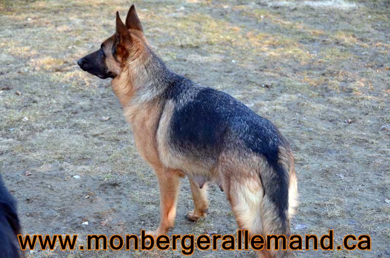 Holi 20 Mars 2012 - Berger allemand Femelle