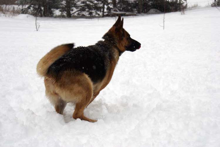 Kenia 12 Decembre 2010 - German Shepherd berger allemand de lignee de champion