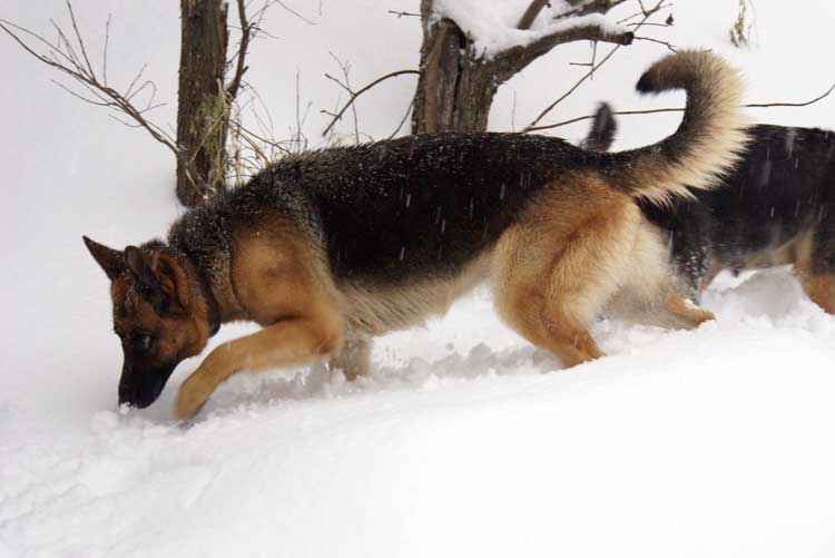 Kenia 12 Decembre 2010 - German Shepherd berger allemand de lignee de champion