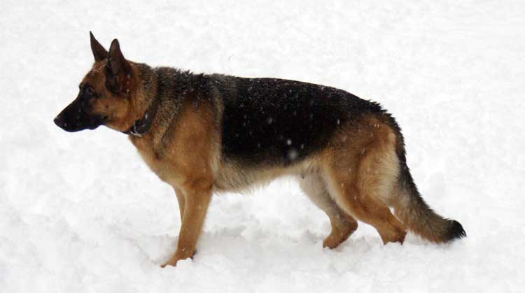 Kenia 12 Decembre 2010 - German Shepherd berger allemand de lignee de champion