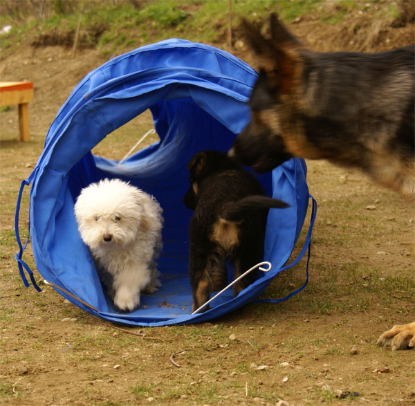 Chiots Berger Allemand 18 Avril 2010 