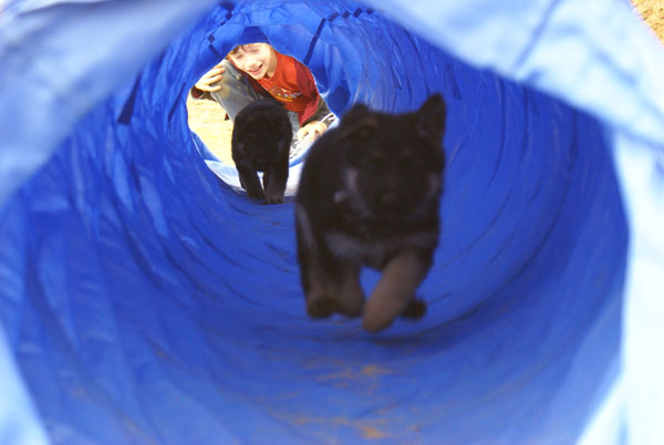 Chiots Berger Allemand 18 Avril 2010 