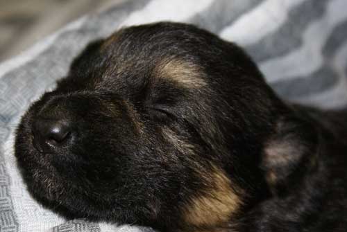 Chiots Lady 19 Mars 2010 - 4 Femelles 3 males berger allemand a vendre