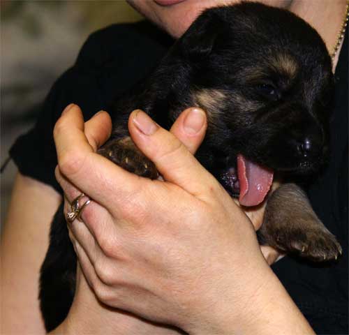 Chiots Lady 19 Mars 2010 - 4 Femelles 3 males berger allemand a vendre