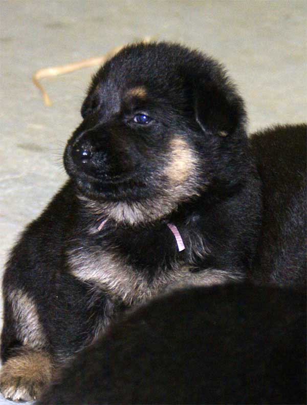 Chiots Berger Allemand 24 jours vie Pure Race a vendre