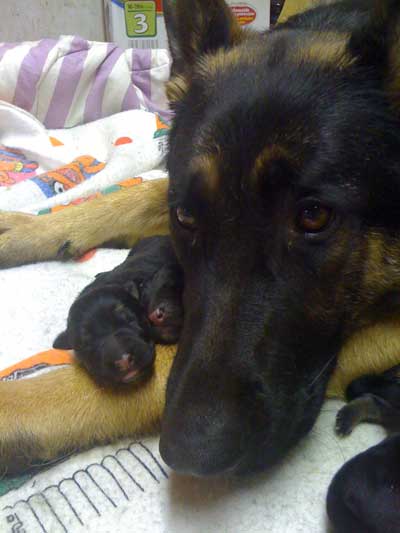 Chiots berger allemand chiots de Lady 4 Mars 2010