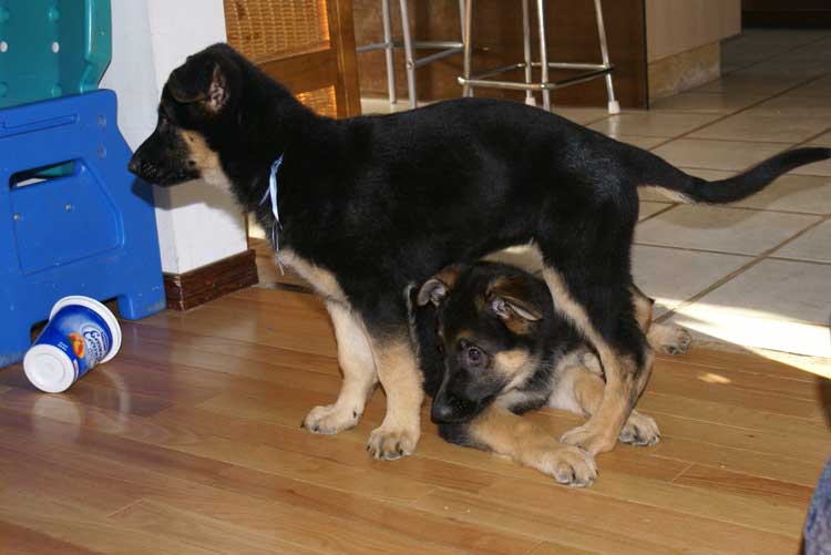 Les 2 petits derniers chiots femelles qui sont encore avec nous 