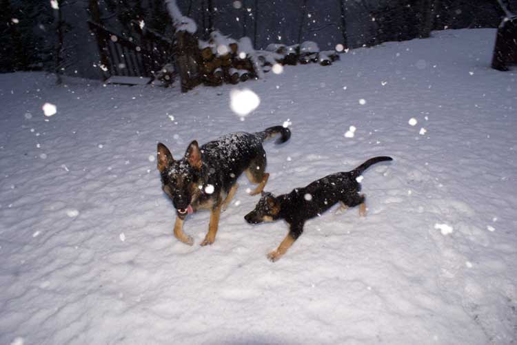 Chiot femelle berger allemand et maman !