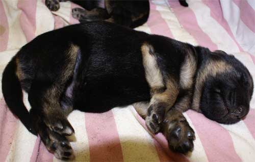 Chiots berger allemand chiots de Lady  - 4 Femelles 3 males a vendre