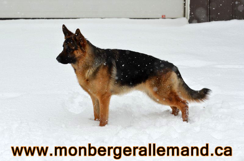 Baru Berger allemand Male - Mars 2013