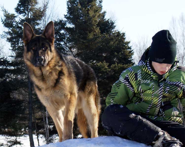 Big - Berger allemand - Chiots bientot disponible