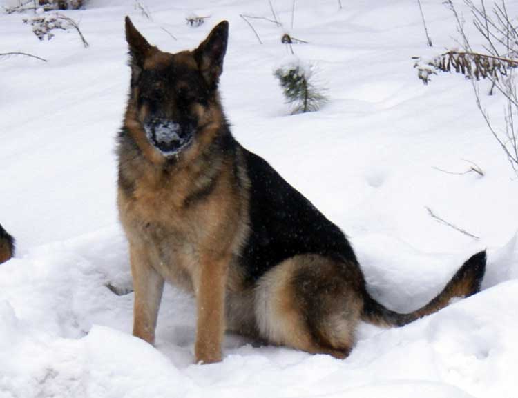 Big - Berger allemand - Chiots bientot disponible