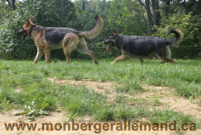 Lady et Kenya 23 Aout 2010 - Femelles bergers allemand