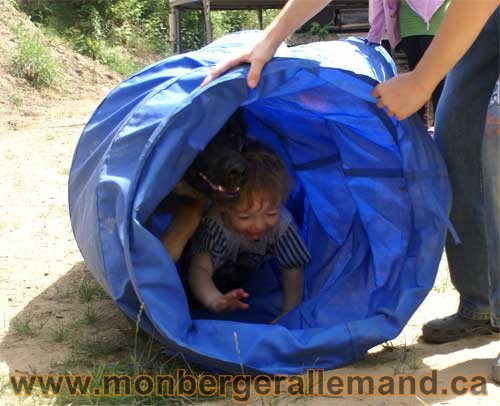 Le bébé et Lady évidement qui suit dans le tunnel d'agilité - Ils ont un caractère incroyable !