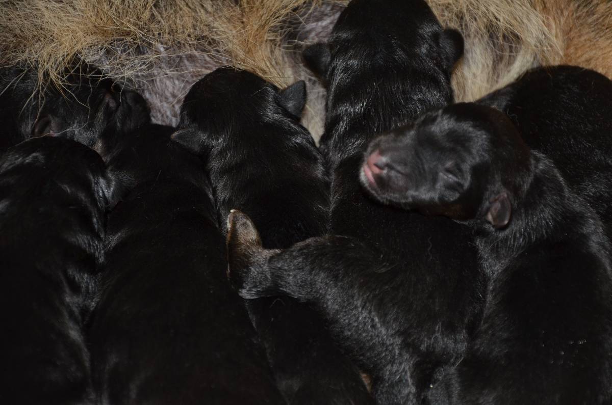 14 Chiots berger allemand a Lady né 9 Novembre 2011