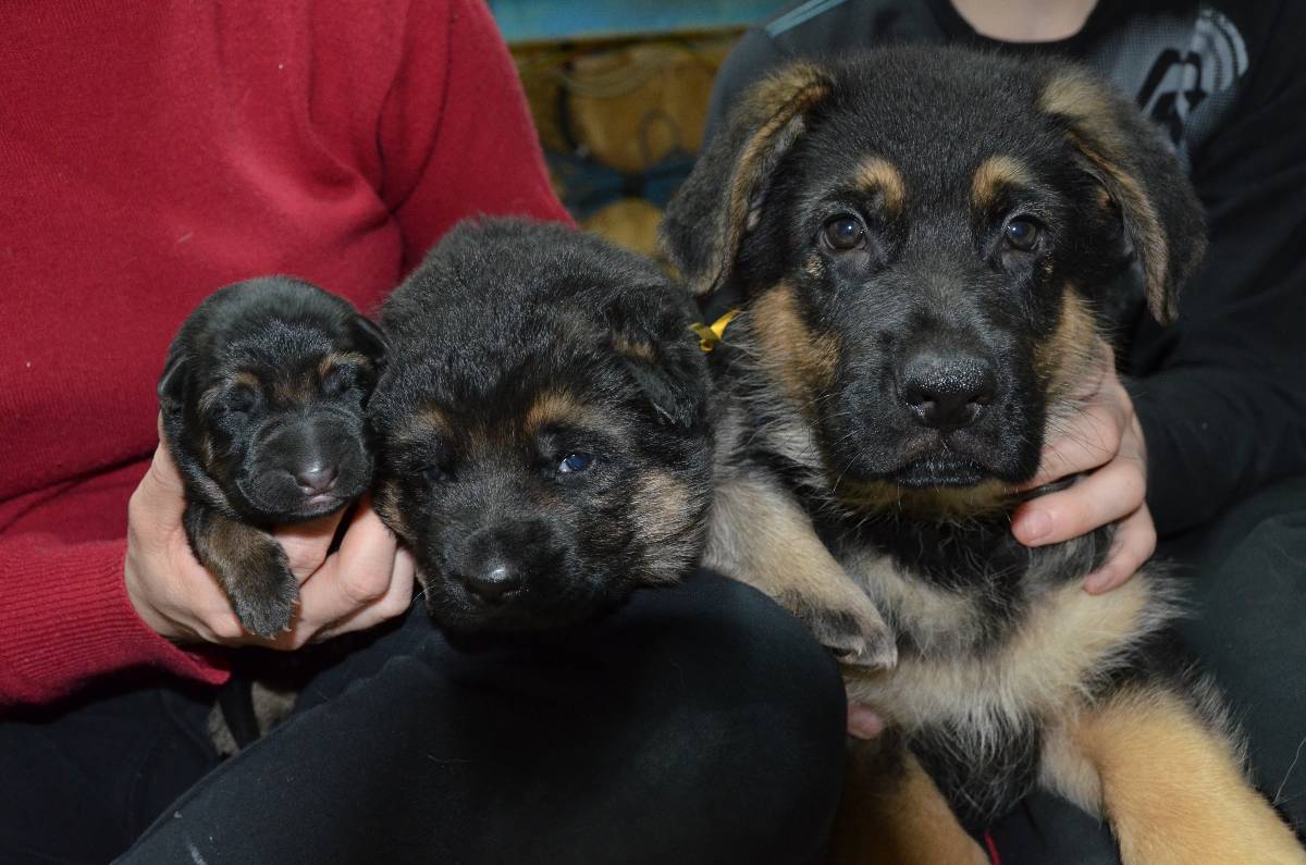 Chiots berger allemand a 2 jours de vie, 2 semaines de vie et 2 mois !