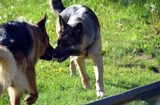 Roxy et Vidal 21 mai 2012