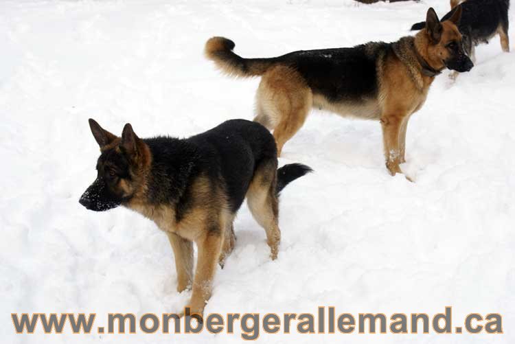 Nos Berger Allemand - 27 Novembre 2010 Première neige !