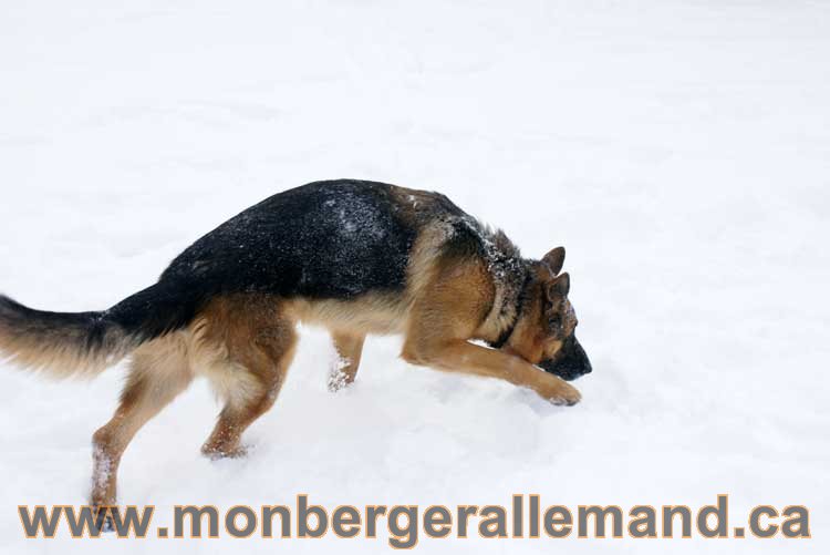 Nos Berger Allemand - 27 Novembre 2010 Première neige !