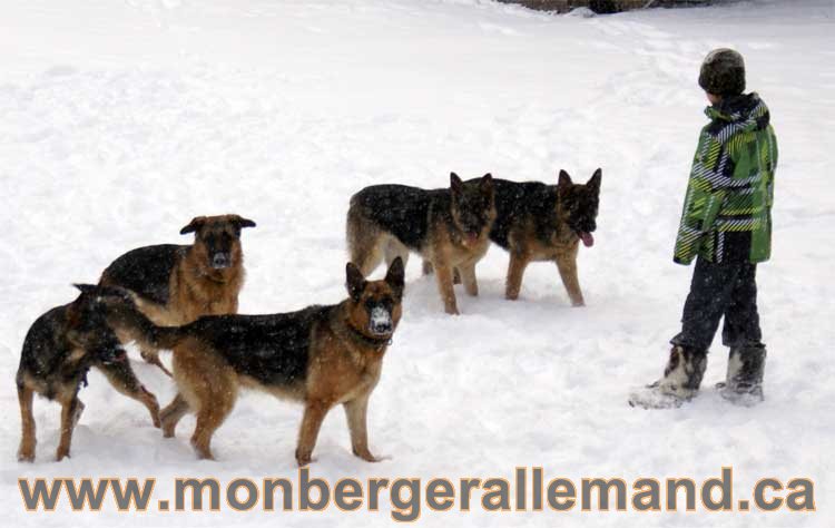 Nos Berger Allemand - 27 Novembre 2010 Première neige !