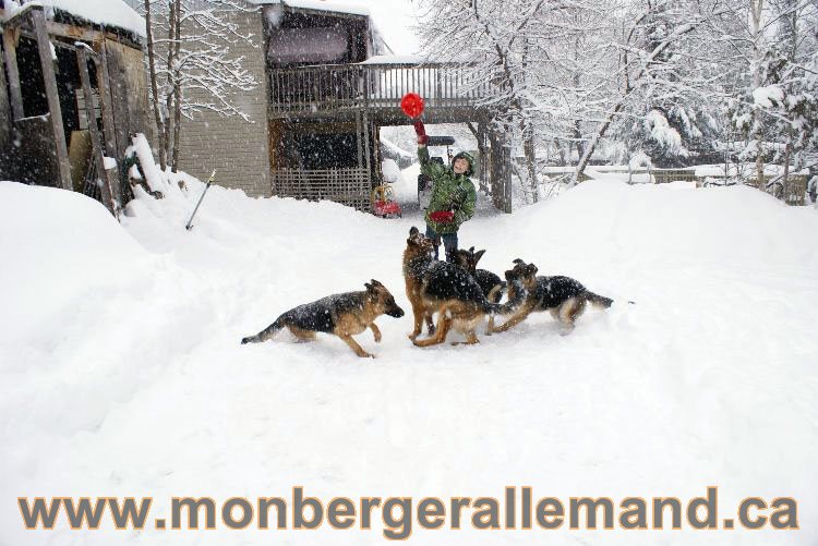 Nos Berger allemand - Mars 2011 Grosse tempete de neige