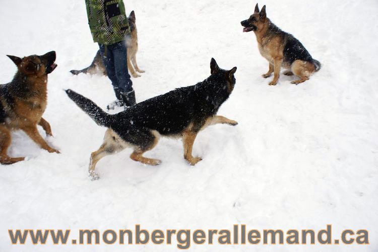 Nos Berger allemand - Mars 2011 Grosse tempete de neige