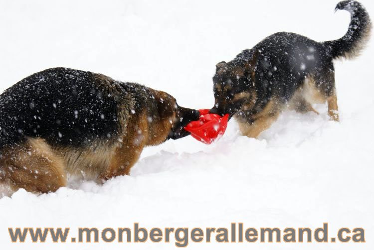 Nos Berger allemand - Mars 2011 Grosse tempete de neige