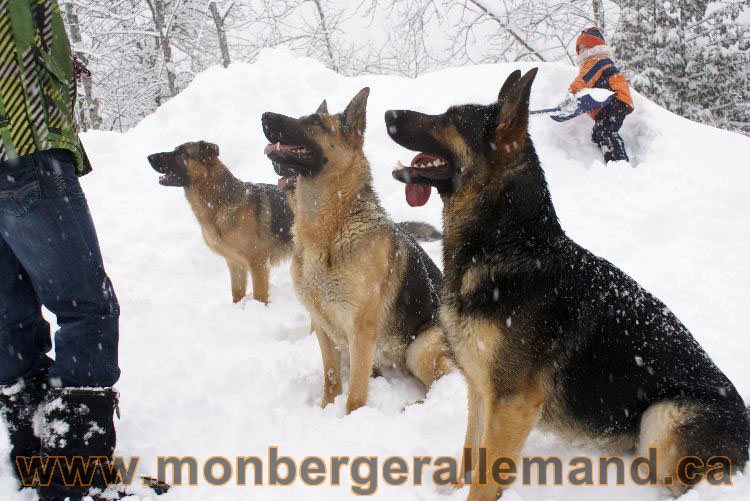 Nos Berger allemand - Mars 2011 Grosse tempete de neige