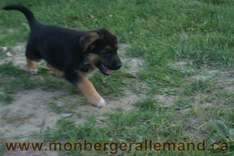 Photos de nos chiots berger allemands 21 juin 2011