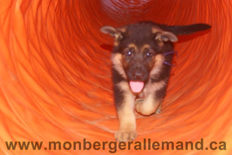 Photos de nos chiots berger allemands 21 juin 2011