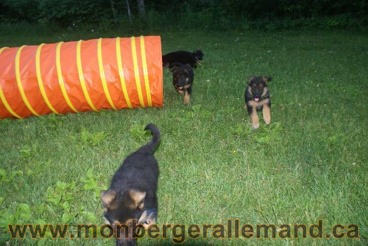 Photos de nos chiots berger allemands 21 juin 2011