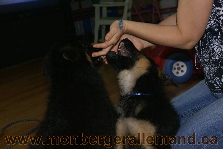 Chiots Berger allemand qui vont nous quitter... !!! Bonne chance mes bébés !!