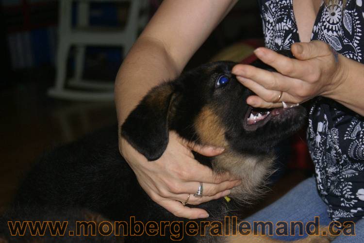 Chiots Berger allemand qui vont nous quitter... !!! Bonne chance mes bébés !!