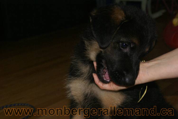 Chiots Berger allemand qui vont nous quitter... !!! Bonne chance mes bébés !!