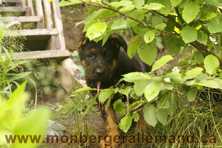 Des chiots berger Allemand très spécial !