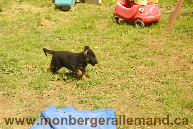 Des chiots berger Allemand très spécial !