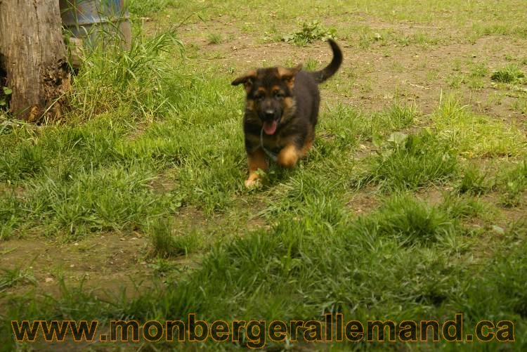 Des chiots berger Allemand très spécial !