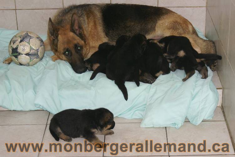 Juin 2011 encore de superbes berger allemand !