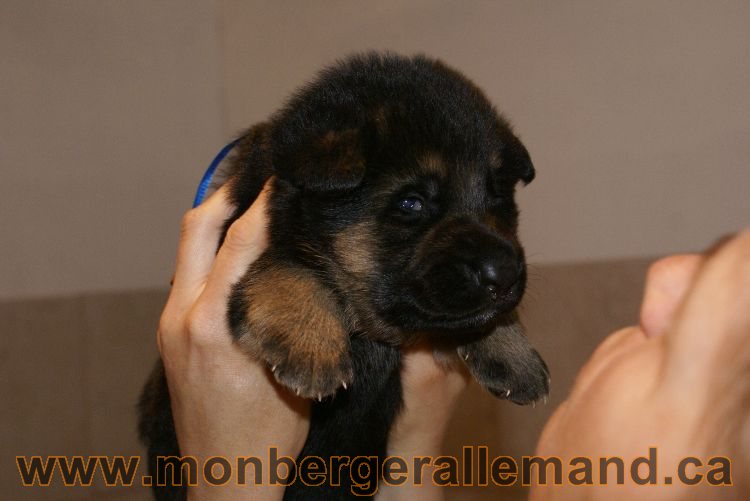 Chiots berger allemand a Lady