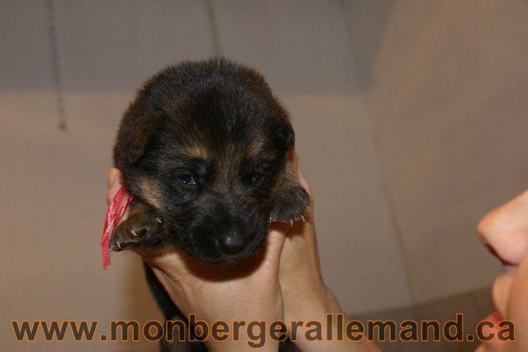 Chiots berger allemand a Lady