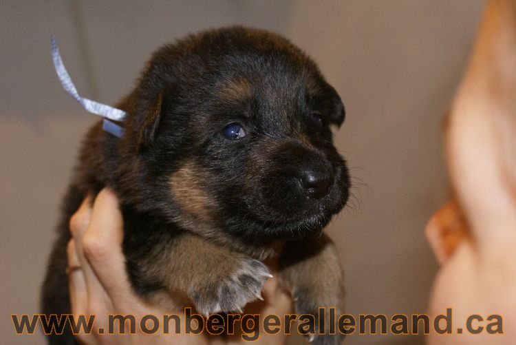 Chiots berger allemand a Lady