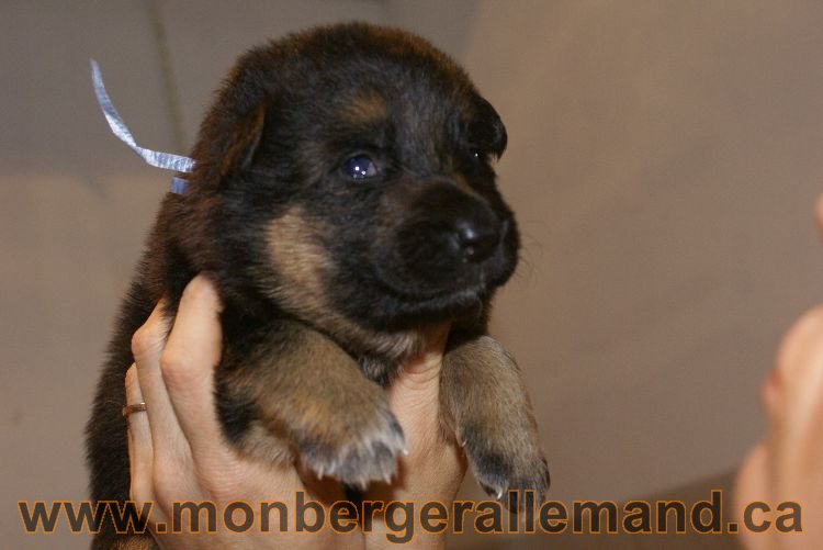 Chiots berger allemand a Lady