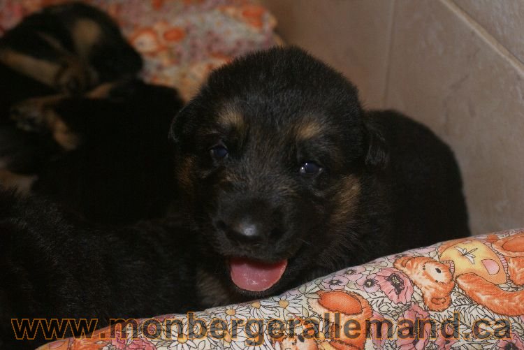 Chiots berger allemand a Lady