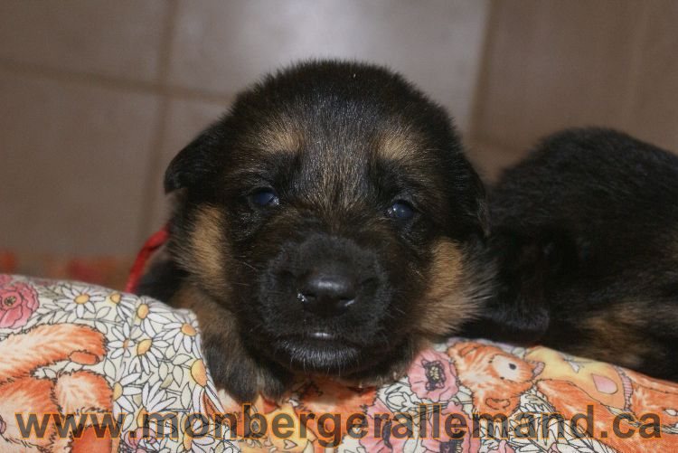 Chiots berger allemand a Lady