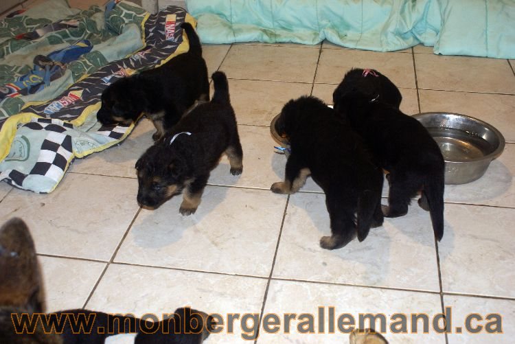 Les chiots berger allemand a Lady 22 mai 2011 - 22 jours de vie