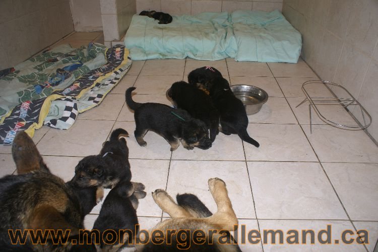 Les chiots berger allemand a Lady 22 mai 2011 - 22 jours de vieLes chiots berger allemand a Lady 22 mai 2011 - 22 jours de vie