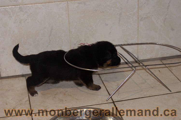 Les chiots berger allemand a Lady 22 mai 2011 - 22 jours de vie