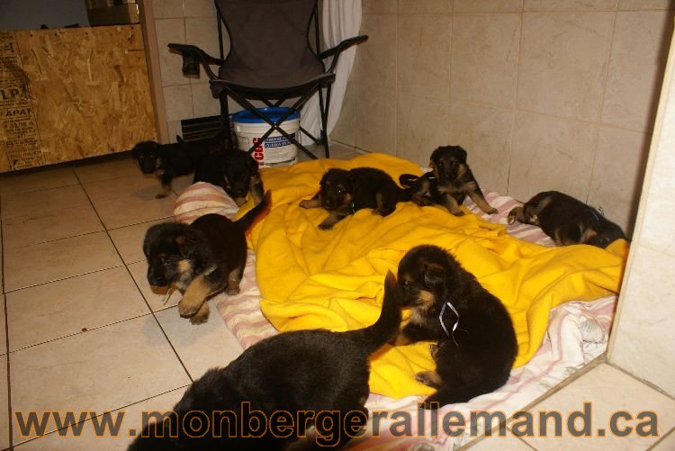 Chiots berger allemand 26 mai 2011