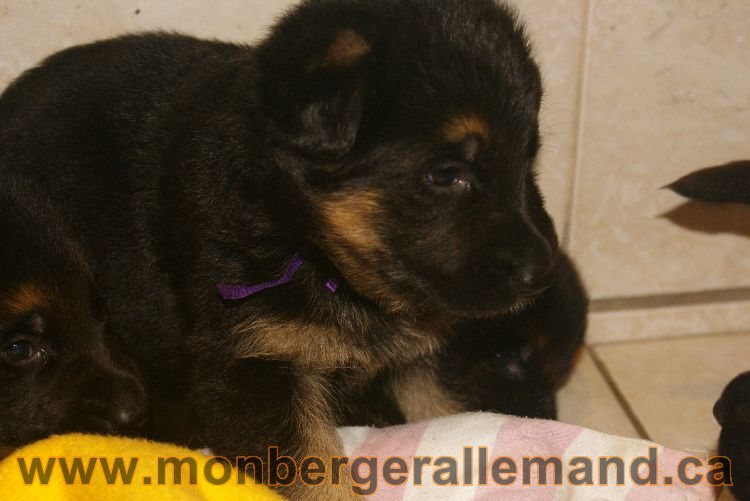 Chiots berger allemand 26 mai 2011