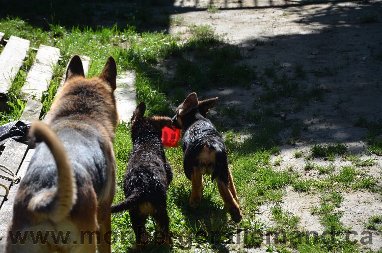 Chiots et Chien berger allemand de grnde lignées - Outaouais Laurentides 26 Aout 2011